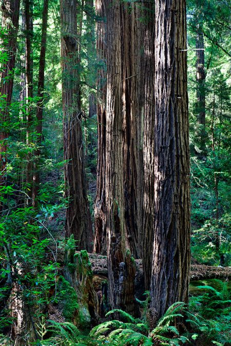 tree-sequoia
